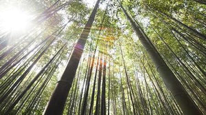 Bamboo Sustainability
